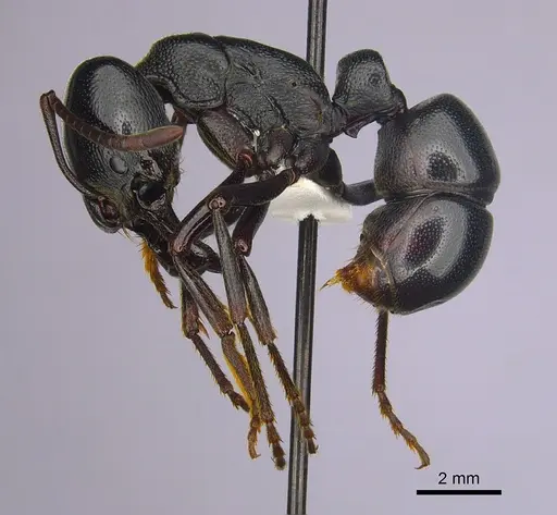 Plectroctena mandibularis specimen CASENT0249217 image casent0249217_3