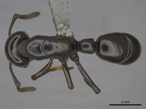Plectroctena mandibularis specimen CASENT0251991 image casent0251991_1