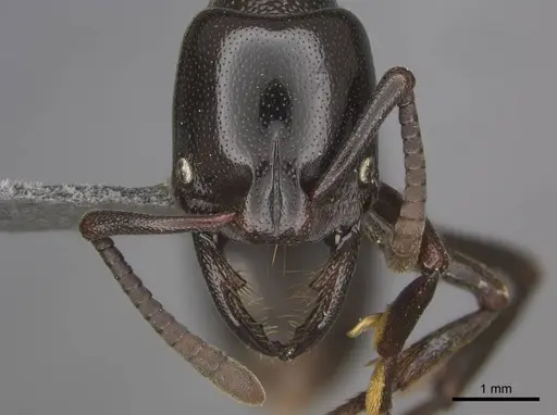 Plectroctena mandibularis specimen CASENT0251991 image casent0251991_2
