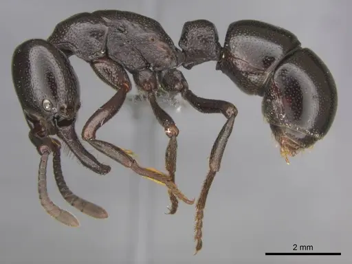 Plectroctena mandibularis specimen CASENT0251991 image casent0251991_3