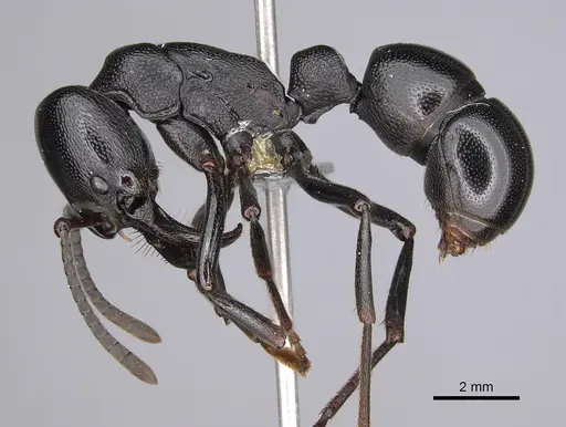 Plectroctena mandibularis specimen CASENT0812273 image casent0812273_1