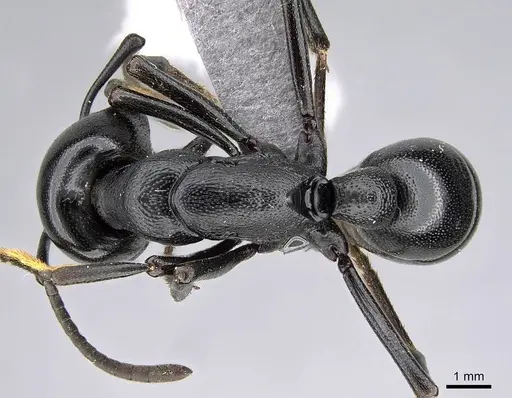 Plectroctena mandibularis specimen CASENT0822731 image casent0822731_1