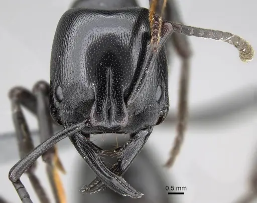 Plectroctena mandibularis specimen CASENT0822731 image casent0822731_2