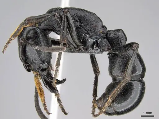 Plectroctena mandibularis specimen CASENT0822731 image casent0822731_3