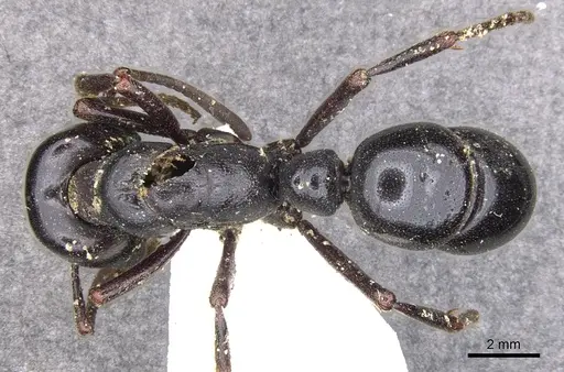 Plectroctena mandibularis specimen CASENT0902467 image casent0902467_1