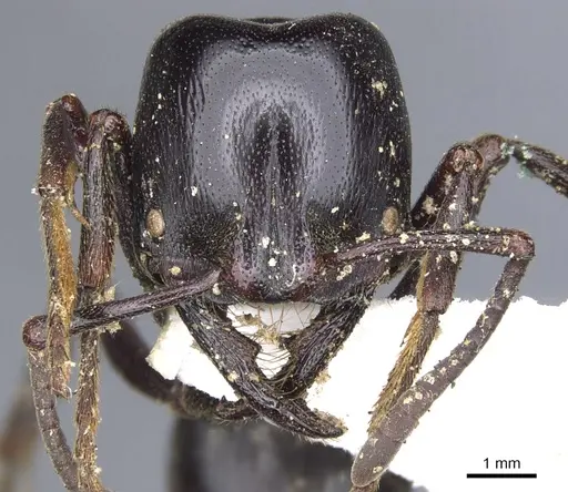 Plectroctena mandibularis specimen CASENT0902467 image casent0902467_2