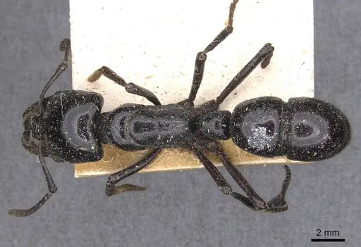 Plectroctena mandibularis specimen CASENT0907335 image casent0907335_1