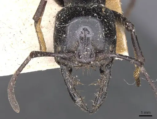 Plectroctena mandibularis specimen CASENT0907335 image casent0907335_2
