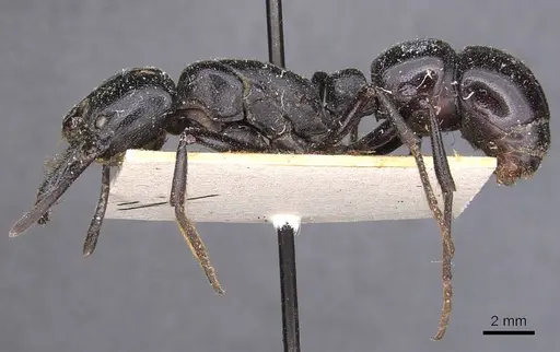 Plectroctena mandibularis specimen CASENT0907335 image casent0907335_3
