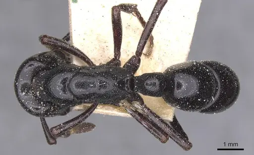 Plectroctena mandibularis specimen CASENT0915284 image casent0915284_1
