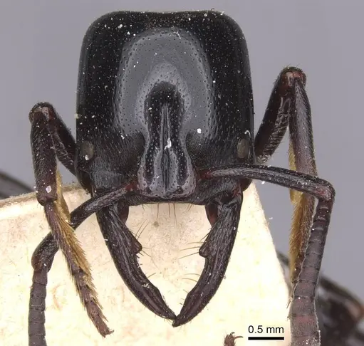 Plectroctena mandibularis specimen CASENT0915284 image casent0915284_2