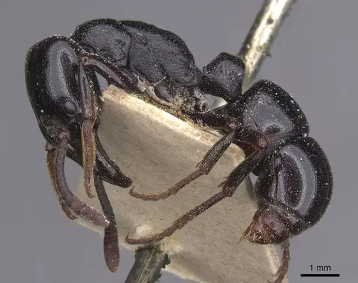 Plectroctena mandibularis specimen CASENT0915284 image casent0915284_3