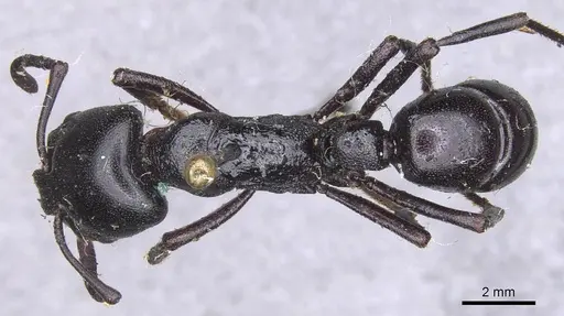 Plectroctena mandibularis specimen CASENT0915290 image casent0915290_1