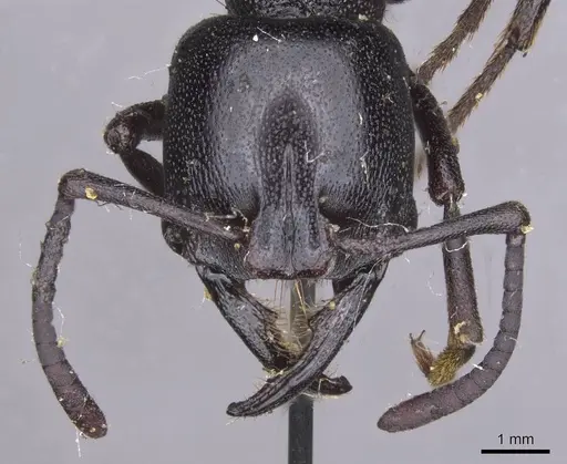 Plectroctena mandibularis specimen CASENT0915290 image casent0915290_2