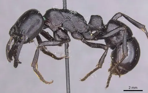 Plectroctena mandibularis specimen CASENT0915290 image casent0915290_3