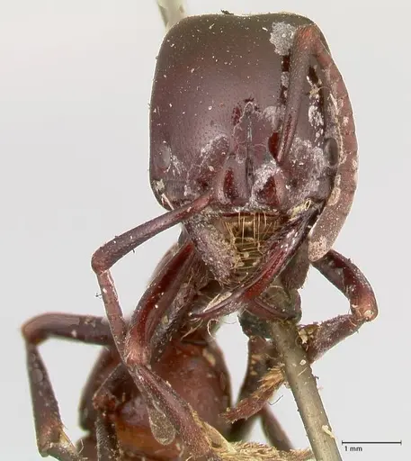 Plectroctena mandibularis specimen FOCOL1014 image focol1014_2