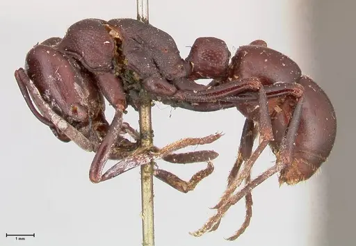 Plectroctena mandibularis specimen FOCOL1014 image focol1014_3