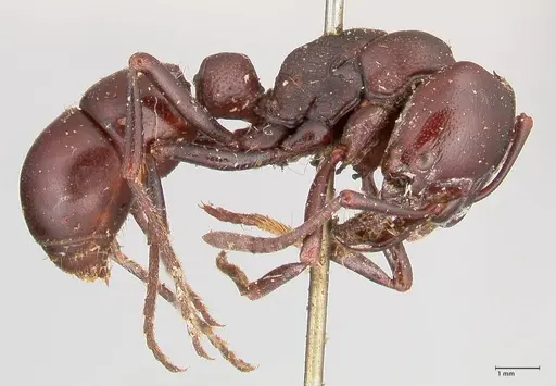 Plectroctena mandibularis specimen FOCOL1014 image focol1014_4