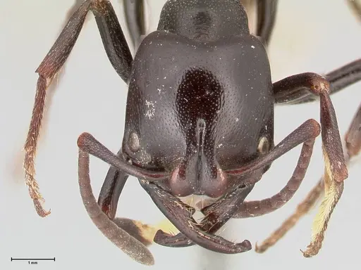 Plectroctena mandibularis specimen FOCOL1015 image focol1015_2