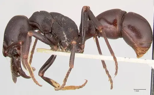 Plectroctena mandibularis specimen FOCOL1015 image focol1015_3