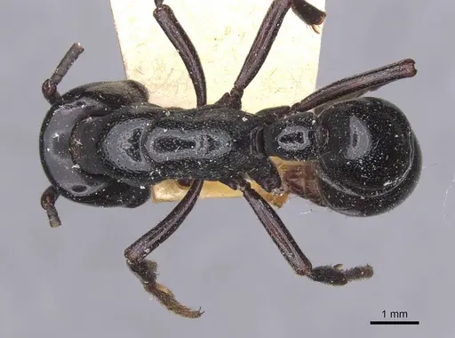 Plectroctena mandibularis specimen RMCAENT000017734 image rmcaent000017734_1