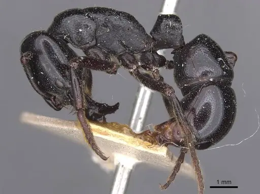 Plectroctena mandibularis specimen RMCAENT000017734 image rmcaent000017734_3