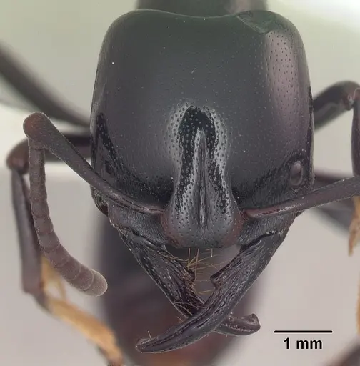 Plectroctena mandibularis specimen SAM-HYM-C007208A image sam-hym-c007208a_2