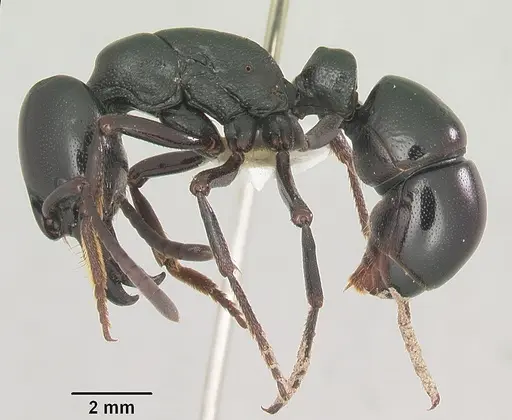 Plectroctena mandibularis specimen SAM-HYM-C007208A image sam-hym-c007208a_3