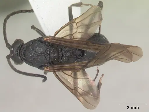 Plectroctena mandibularis specimen SAM-HYM-C007208B image sam-hym-c007208b_1