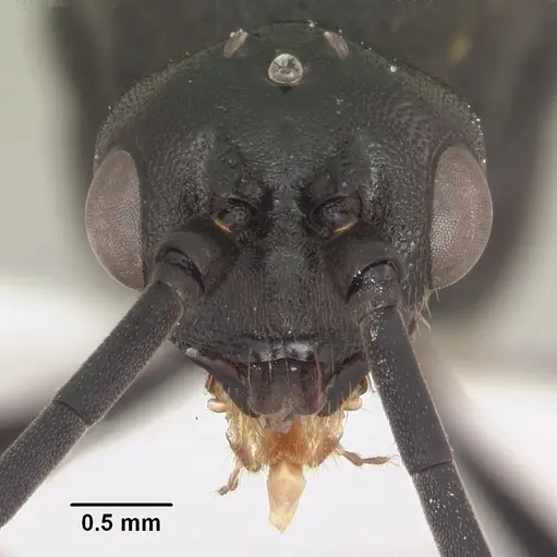 Plectroctena mandibularis specimen SAM-HYM-C007208B image sam-hym-c007208b_2