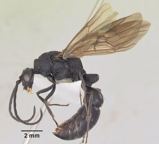 Plectroctena mandibularis specimen SAM-HYM-C007208B image sam-hym-c007208b_3