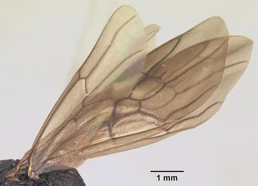 Plectroctena mandibularis specimen SAM-HYM-C007208B image sam-hym-c007208b_4