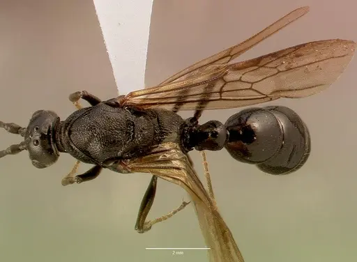 Plectroctena mandibularis specimen SAM-HYM-C008861A image sam-hym-c008861a_1