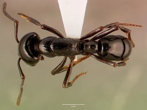 Plectroctena mandibularis specimen SAM-HYM-C008861B image sam-hym-c008861b_1