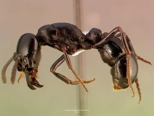 Plectroctena mandibularis specimen SAM-HYM-C008861B image sam-hym-c008861b_3