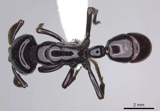 Plectroctena minor specimen CASENT0249214 image casent0249214_1