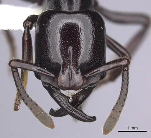 Plectroctena minor specimen CASENT0249214 image casent0249214_2