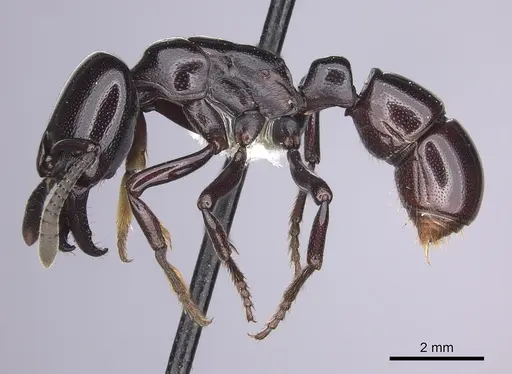 Plectroctena minor specimen CASENT0249214 image casent0249214_3