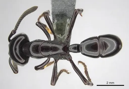 Plectroctena minor specimen CASENT0815650 image casent0815650_1