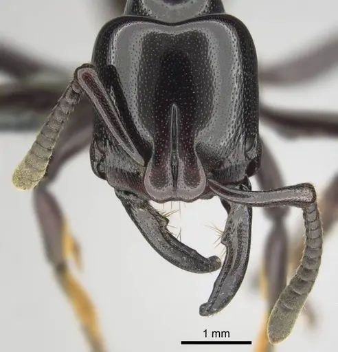 Plectroctena minor specimen CASENT0815650 image casent0815650_2
