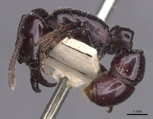 Plectroctena minor specimen CASENT0915288 image casent0915288_3