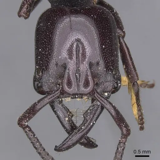 Plectroctena minor specimen CASENT0915291 image casent0915291_2