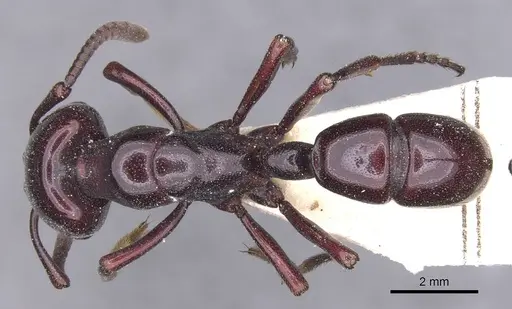 Plectroctena minor specimen CASENT0915292 image casent0915292_1