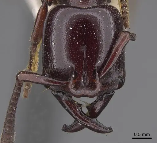 Plectroctena minor specimen CASENT0915472 image casent0915472_2