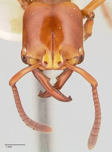 Plectroctena minor specimen FOCOL1016 image focol1016_2