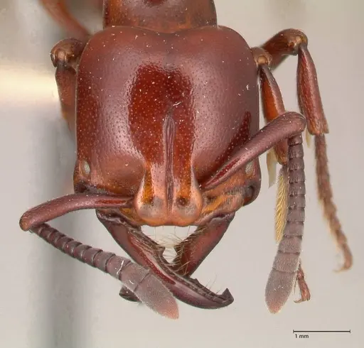 Plectroctena minor specimen FOCOL1017 image focol1017_2