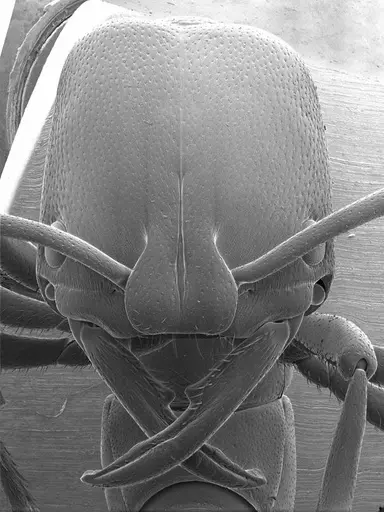 Plectroctena strigosa specimen ANTWEB1008576 image antweb1008576_2