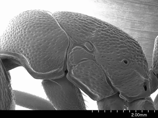 Plectroctena strigosa specimen ANTWEB1008576 image antweb1008576_3