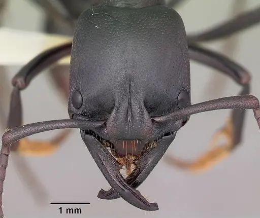 Plectroctena strigosa specimen CASENT0102982 image casent0102982_2