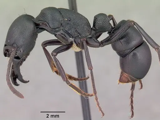 Plectroctena strigosa specimen CASENT0102982 image casent0102982_3